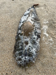 Callorhinchus capensis