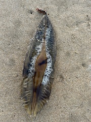 Callorhinchus capensis