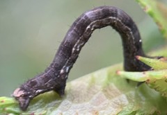 Erannis defoliaria
