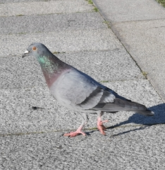 Columba livia domestica