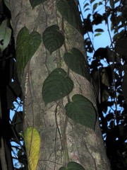 Ficus villosa