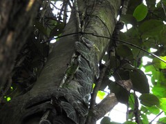 Ficus villosa