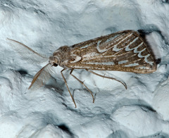 Compsoptera jourdanaria