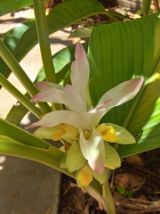 Curcuma longa