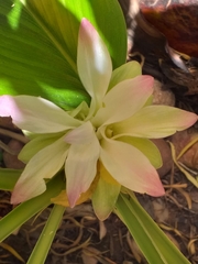 Curcuma longa
