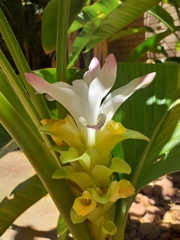 Curcuma longa