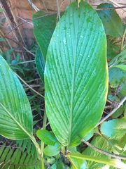Curcuma longa