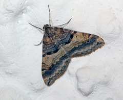 Antilurga alhambrata