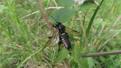 Cimbex femoratus