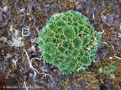 Eudema nubigena