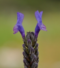 Lavandula multifida