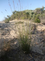 Thamnochortus insignis
