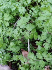 Anthriscus sylvestris