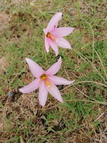 Image of Zephyranthes gracilifolia by (c) Agustina Medina, some rights reserved (CC BY)