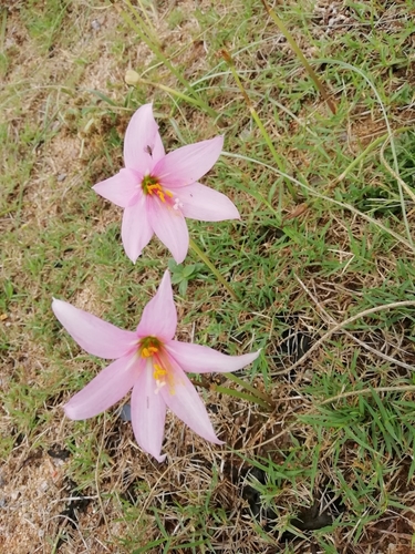 Image of Zephyranthes gracilifolia by (c) Agustina Medina, some rights reserved (CC BY)
