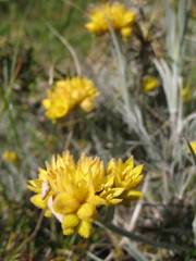 Conostylis candicans