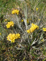 Conostylis candicans