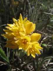 Conostylis candicans
