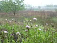 Cirsium arvense integrifolium