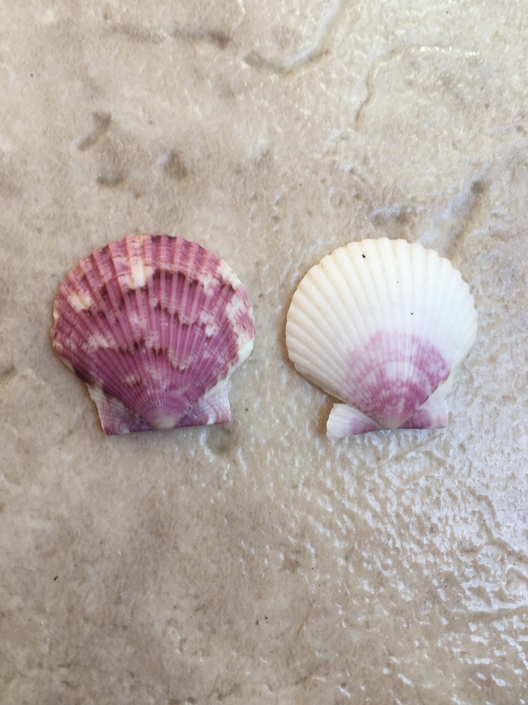Argopecten