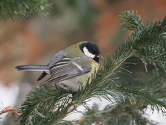 Parus major
