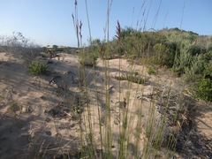Thamnochortus insignis