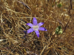 Brodiaea jolonensis