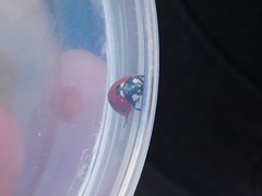 Coccinella septempunctata