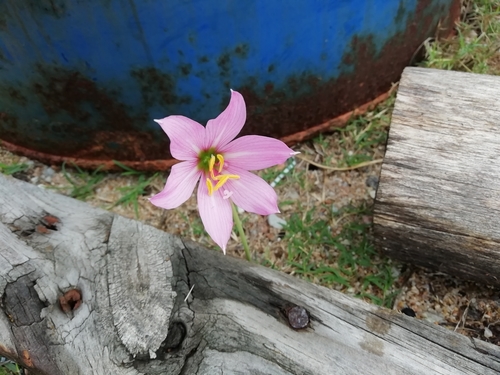 Pink storm lily (Zephyranthes gracilifolia)