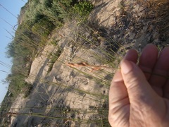 Thamnochortus insignis