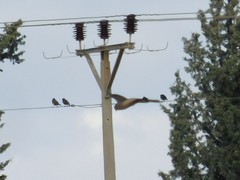 Acridotheres tristis