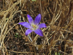 Brodiaea jolonensis