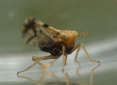 Liburniella ornata