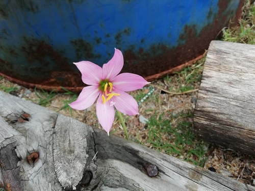 Image of Zephyranthes gracilifolia by (c) Agustina Medina, some rights reserved (CC BY)
