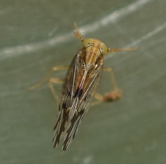 Liburniella ornata