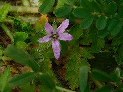 Erodium moschatum