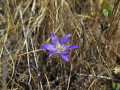 Brodiaea jolonensis