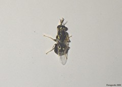 Caloparyphus tetraspilus