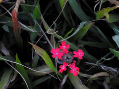 Glandularia peruviana