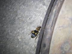 Pheropsophus javanus