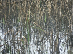 Acrocephalus orientalis