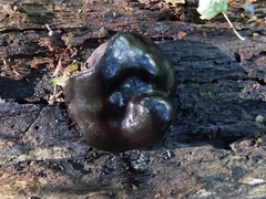 Camarops petersii