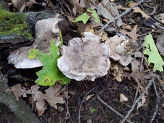 Tricholoma pullum