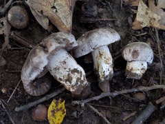 Tricholoma pullum