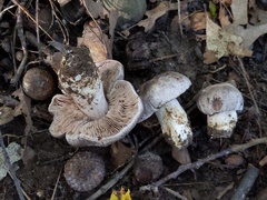 Tricholoma pullum