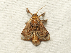 Sporetolepis venusta