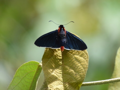 Pyrrhopyge