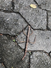 Cladomorphus phyllinus