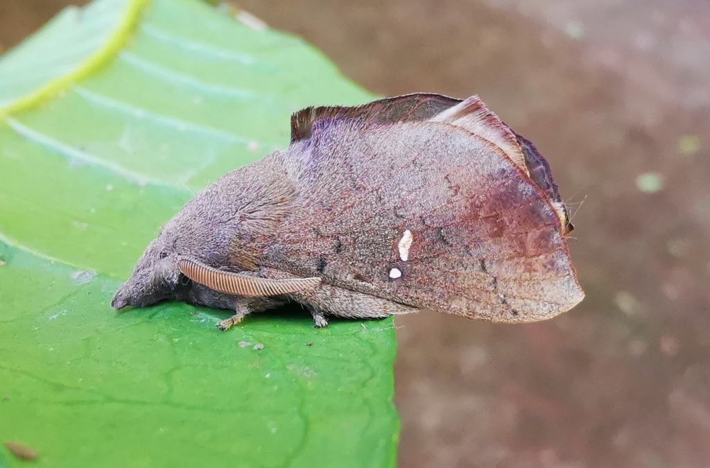 Eteinopla signata