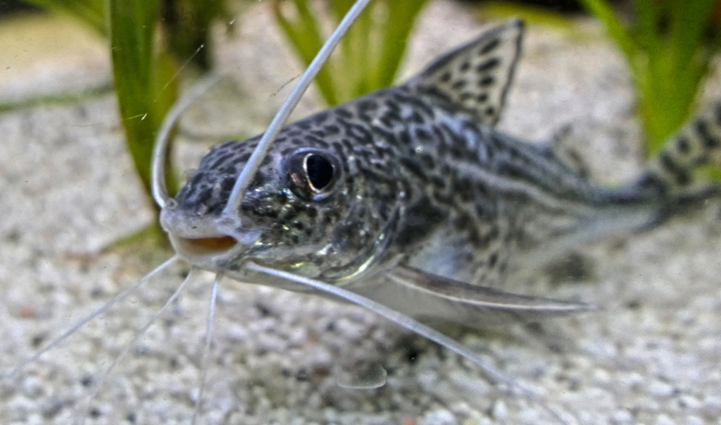 Pictus Catfish